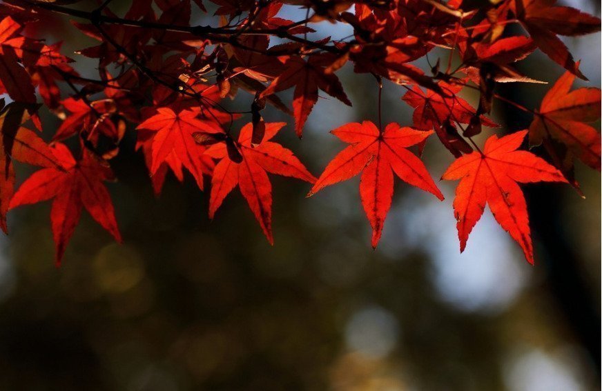 Dự báo lịch ngắm lá đỏ ở Nhật Bản năm 2022