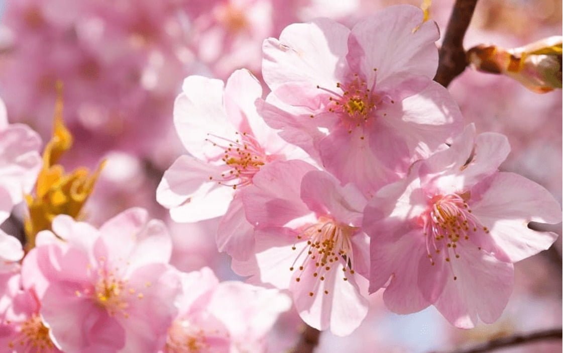Quốc hoa của Nhật Bản là gì? Hoa cúc hay hoa anh đào?