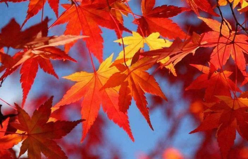 Top 10 địa điểm ngắm lá đỏ cực đẹp ở khu vực Kanto Tokyo Nhật Bản